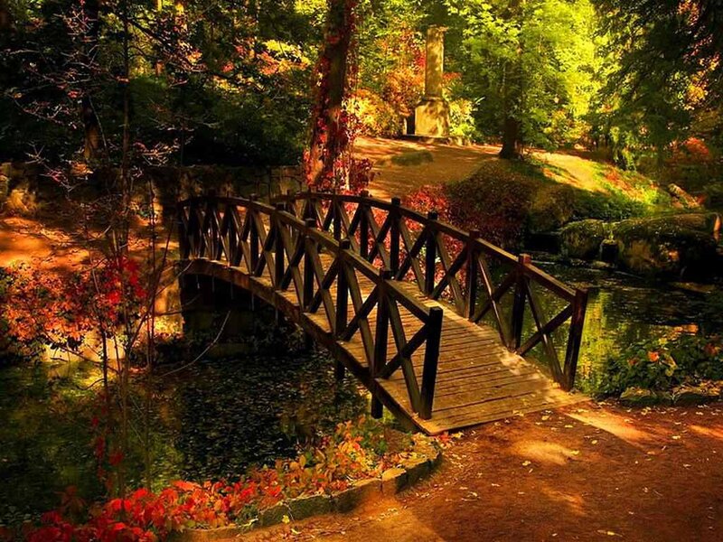 Wooden Bridge in Forest — Green, Serene, Autumn, Photograph, River