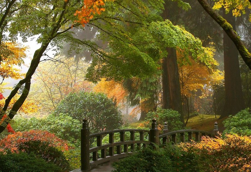 Wooden Bridge in Forest — Green, Serene, Autumn, Photograph, Trees, Bushes, Fog
