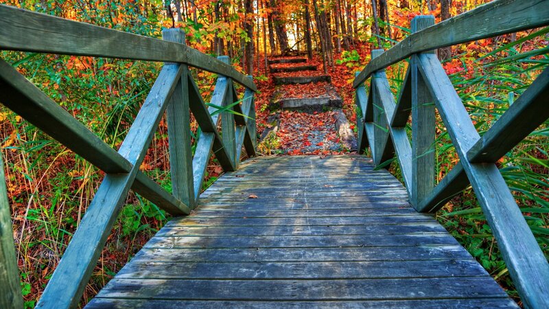 Wooden Bridge in Forest — Green, Serene, Autumn, Photograph, Trees, Fallen Leaves