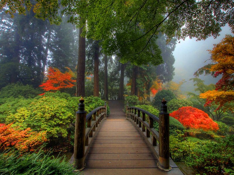 Wooden Bridge in Forest — Green, Serene, Autumn, Photograph, Trees, Fog