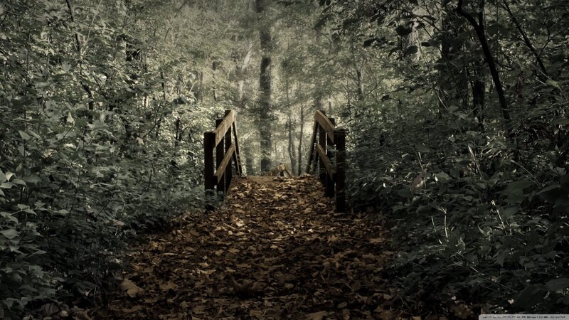 Wooden Bridge in Forest — Green, Serene, Autumn, Photograph, Trees, Leaves, Path