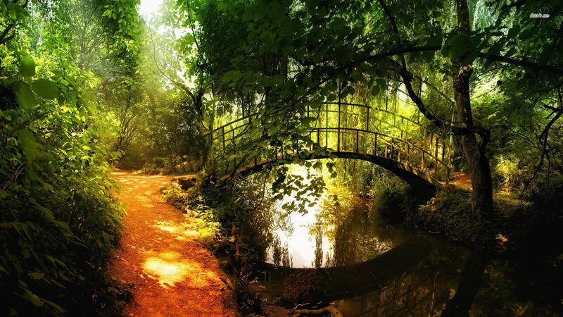 Wooden Bridge in Forest — Green, Serene, Morning, Photograph, Path, River
