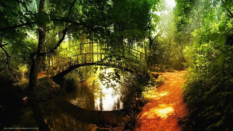 Wooden Bridge in Forest — Green, Serene, Morning, Photograph, Path, River, Trees