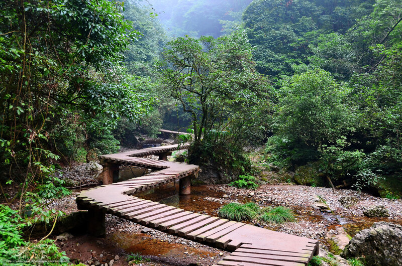 Wooden Bridge in Forest — Green, Serene, Morning, Photograph, Stream