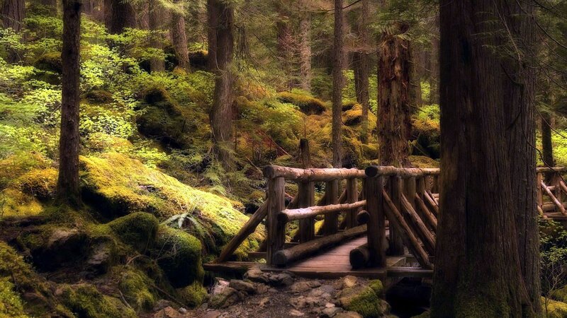 Wooden Bridge in Forest — Green, Serene, Morning, Photograph
