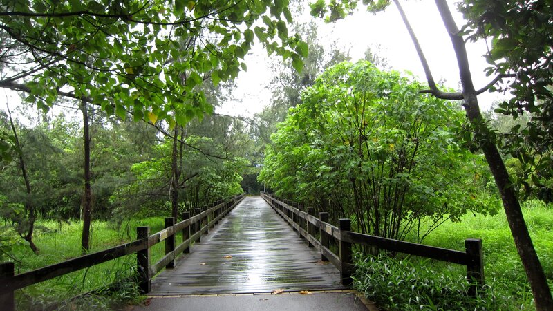 Wooden Bridge in Forest — Green, Serene, Morning, Photograph, Trees, Path