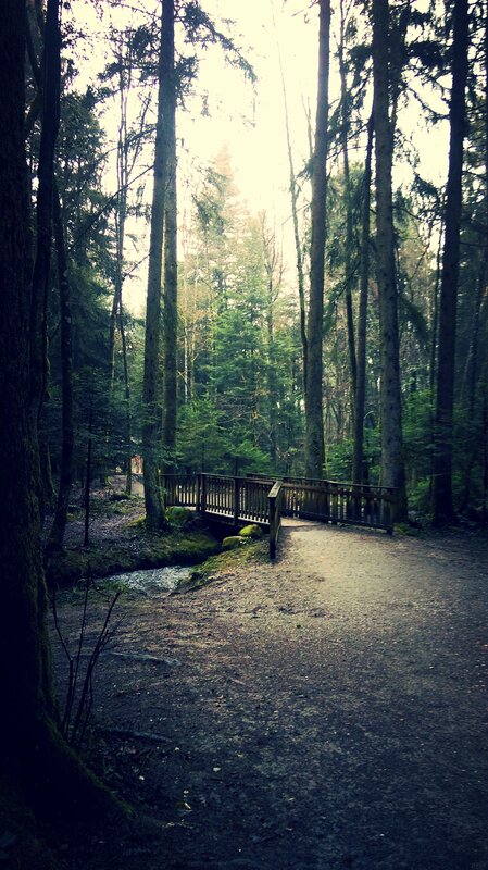 Wooden Bridge in Forest — Green, Serene, Morning, Photograph, Trees, Stream, Path