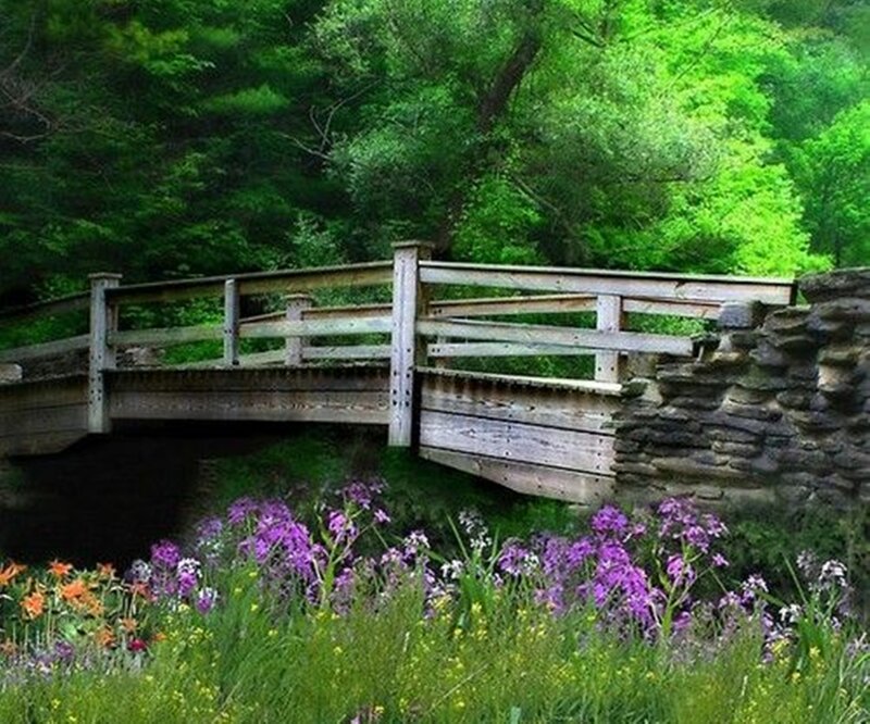 Wooden Bridge in Forest — Green, Serene, Spring, Photograph, Flowers
