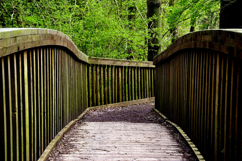 Wooden Bridge in Forest — Green, Serene, Spring, Photograph, Trees, Path, Fence, Brown