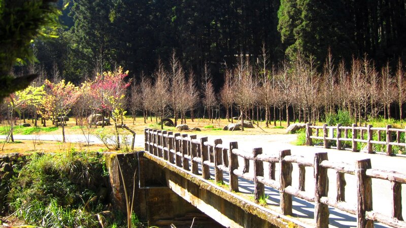 Wooden Bridge in Forest — Green, Serene, Spring, Photograph, Trees, Path, Fence
