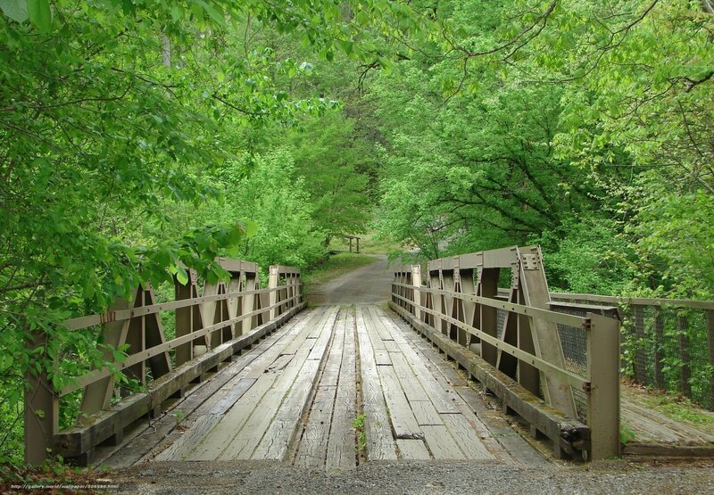 Wooden Bridge in Forest — Green, Serene, Spring, Photograph, Trees, Path, Railing