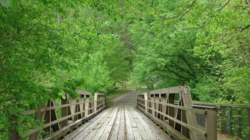 Wooden Bridge in Forest — Green, Serene, Spring, Photograph, Trees, Path, Railings