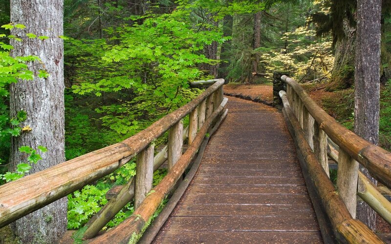 Wooden Bridge in Forest — Green, Serene, Spring, Photograph, Trees, Path