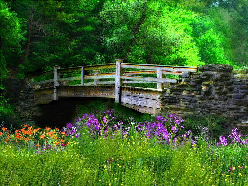 Wooden Bridge in Forest — Green, Serene, Spring