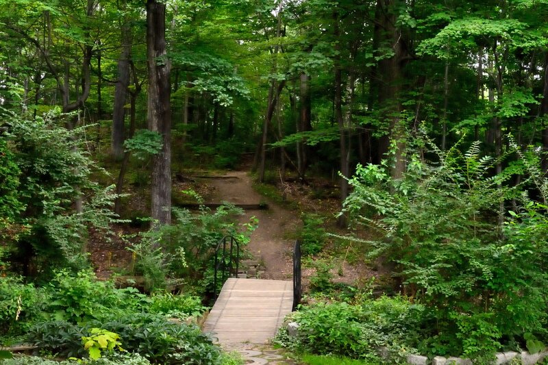 Wooden Bridge in Forest — Green, Serene, Summer, Photograph, Path