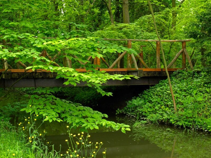 Wooden Bridge in Forest — Green, Serene, Summer, Photograph, River
