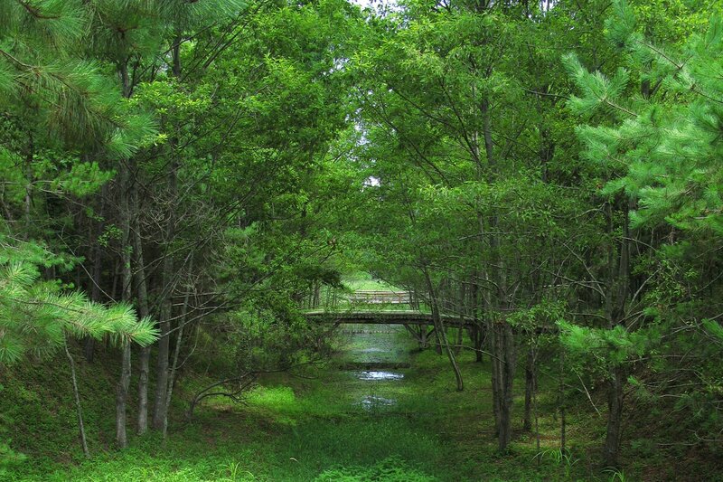 Wooden Bridge in Forest — Green, Serene, Summer, Photograph, River, Trees