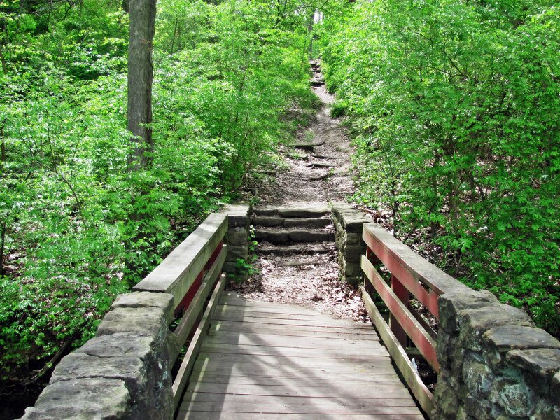 Wooden Bridge in Forest — Green, Serene, Summer, Photograph, Steps