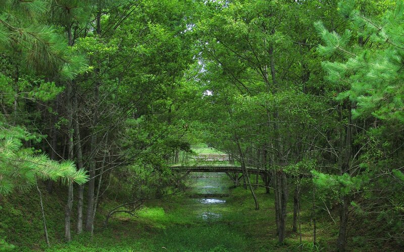 Wooden Bridge in Forest — Green, Serene, Summer, Photograph