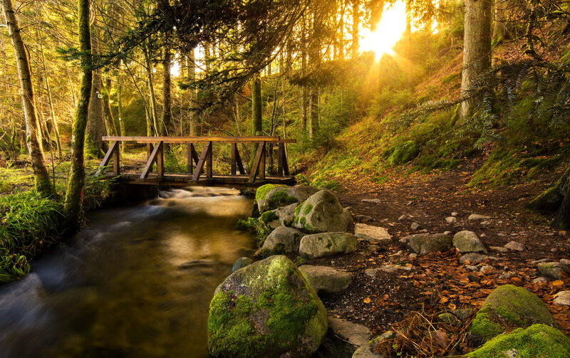 Wooden Bridge in Forest — Green, Serene, Sunset