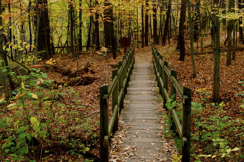 Wooden Bridge in Forest — Green, Serene