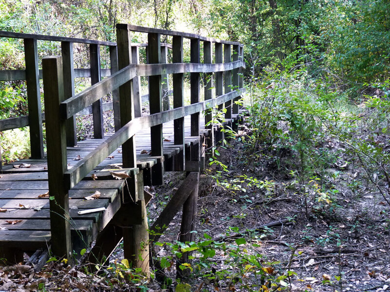 Wooden Bridge in Forest — Green