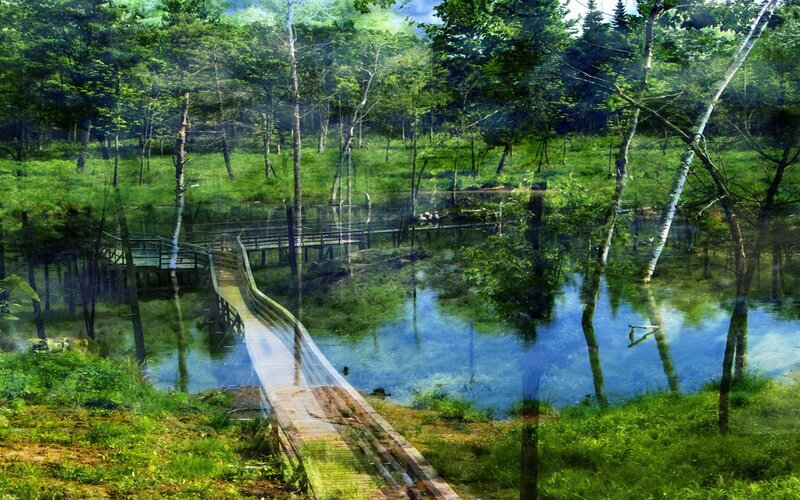 Wooden bridge in forest marsh