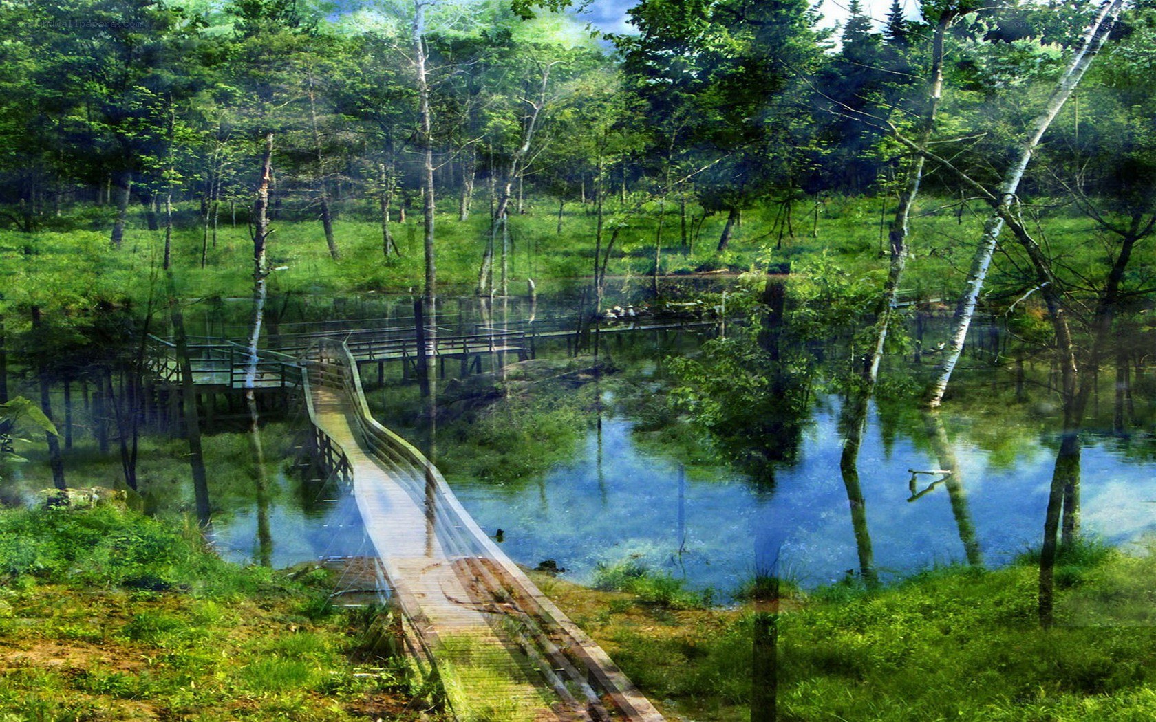 Wooden bridge in forest marsh