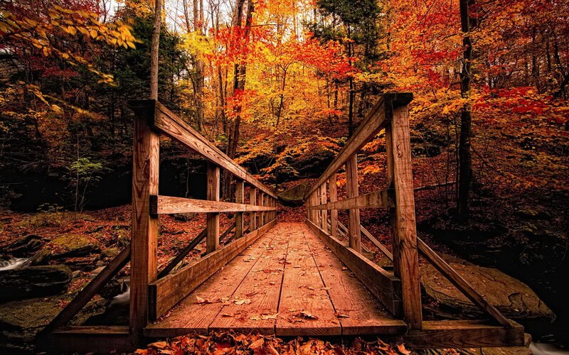 Wooden Bridge in Forest — Orange, Serene, Autumn, Photograph, Autumn Leaves