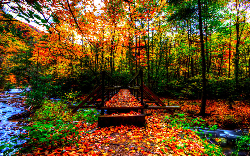 Wooden Bridge in Forest — Orange, Serene, Autumn, Photograph, River
