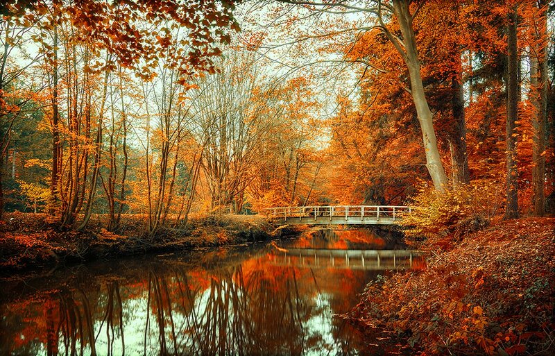 Wooden Bridge in Forest — Orange, Serene, Autumn, Photograph, River, Trees