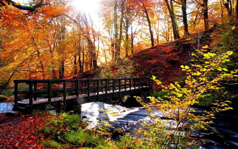 Wooden Bridge in Forest — Orange, Serene, Autumn, Photograph, Stream
