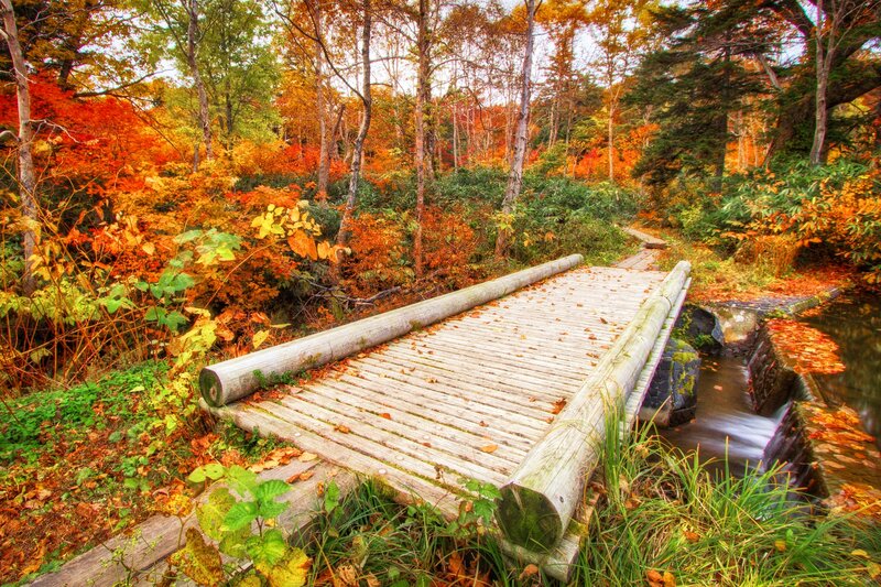 Wooden Bridge in Forest — Orange, Serene, Autumn, Photograph, Stream, Trees