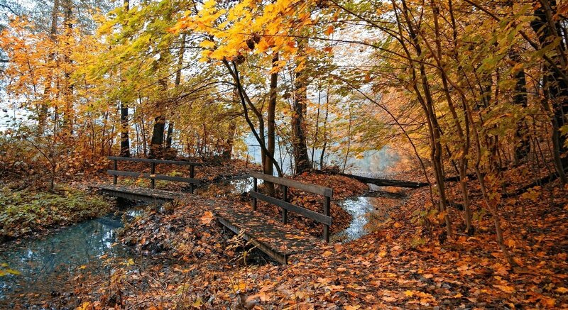 Wooden Bridge in Forest — Orange, Serene, Autumn, Photograph