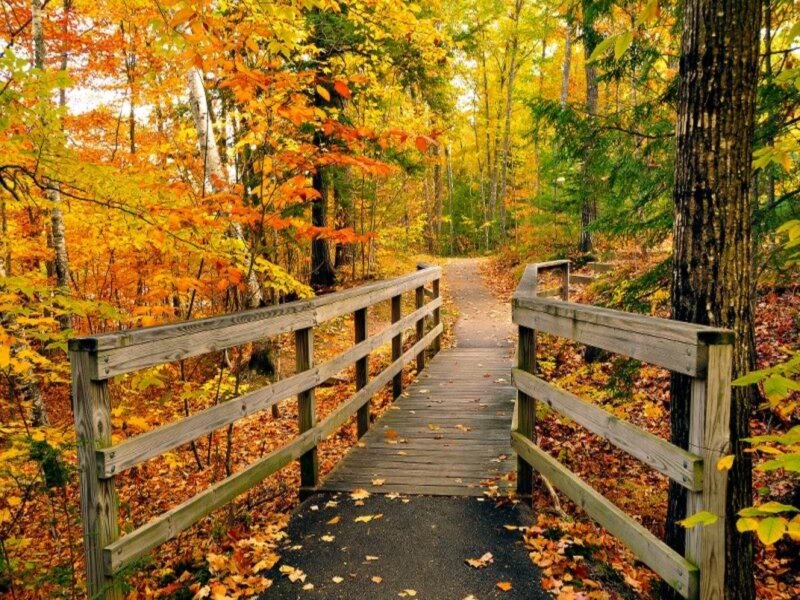 Wooden Bridge in Forest — Orange, Serene, Autumn, Photograph, Trees, Fallen Leaves, Path
