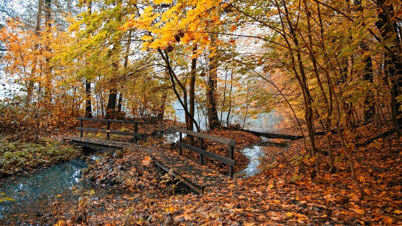 Wooden Bridge in Forest — Orange, Serene, Autumn, Photograph, Trees, Fallen Leaves, Stream