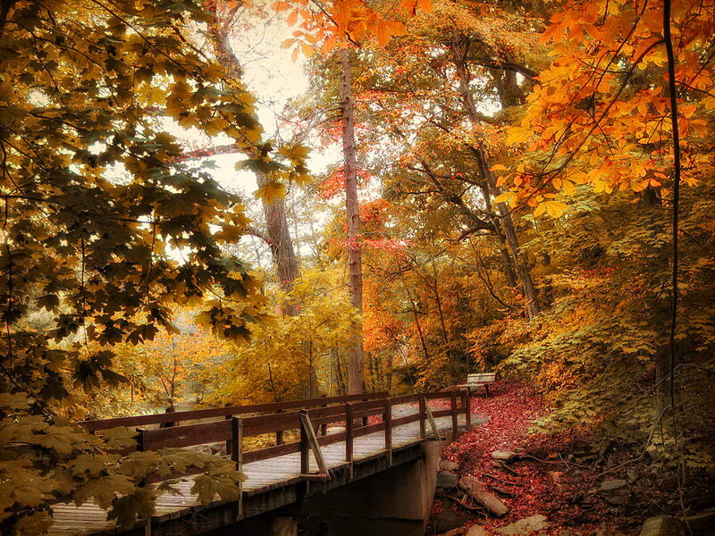 Wooden Bridge in Forest — Orange, Serene, Autumn, Photograph, Trees, Fallen Leaves