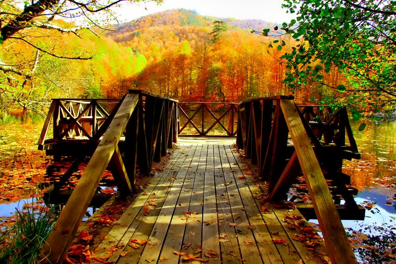 Wooden Bridge in Forest — Orange, Serene, Autumn, Photograph, Trees, Lake