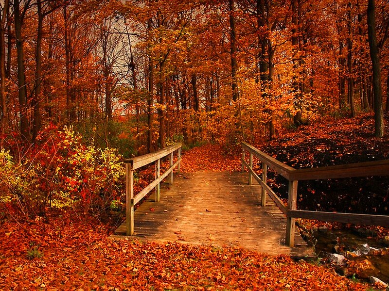Wooden Bridge in Forest — Orange, Serene, Autumn, Photograph, Trees