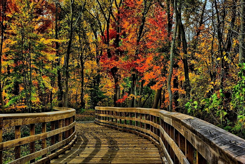 Wooden Bridge in Forest — Orange, Serene, Autumn