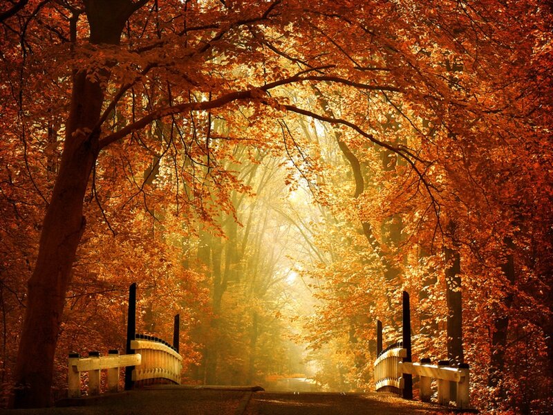 Wooden Bridge in Forest — Orange, Serene