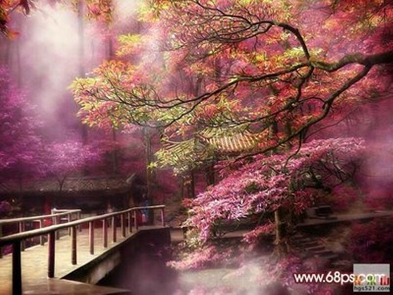 Wooden Bridge in Forest — Pink
