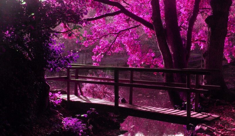 Wooden Bridge in Forest — Purple, Serene