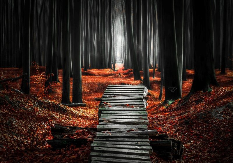 Wooden Bridge in Forest — Red, Dramatic, Autumn