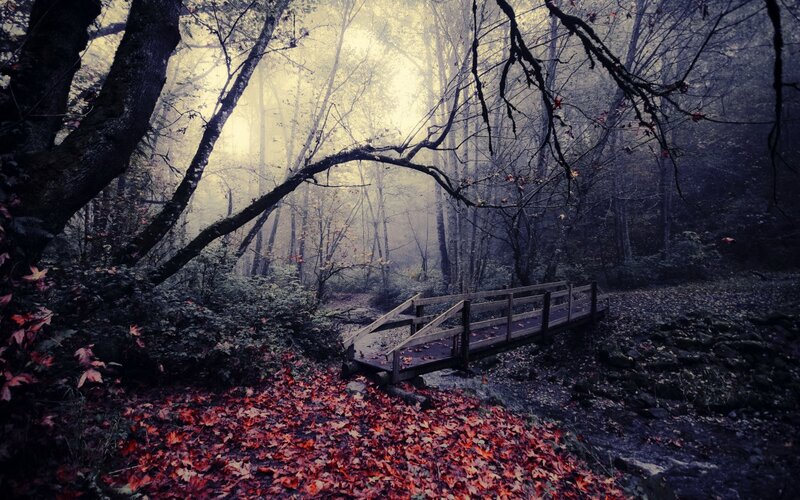 Wooden Bridge in Forest — Red, Mysterious