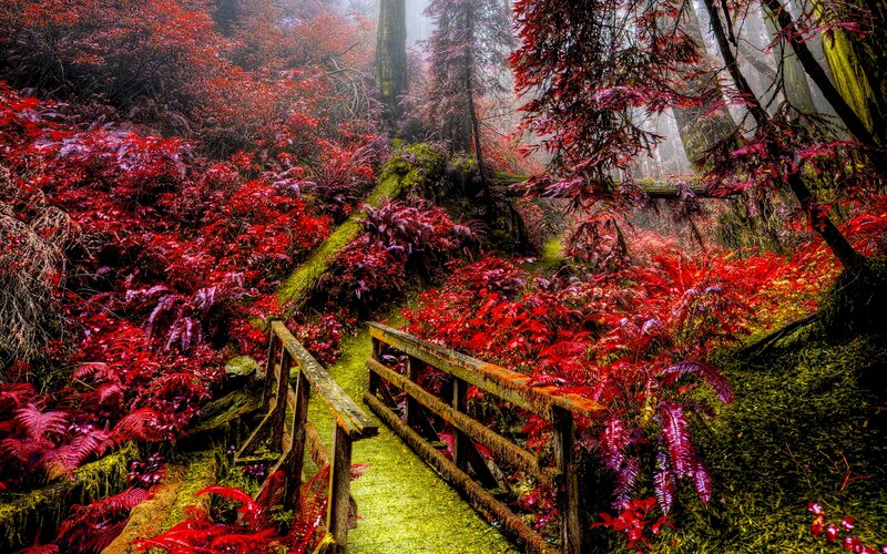 Wooden Bridge in Forest — Red, Mystical