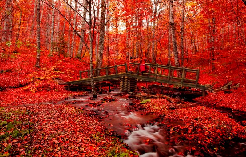 Wooden Bridge in Forest — Red, Serene, Autumn, Photograph, Stream