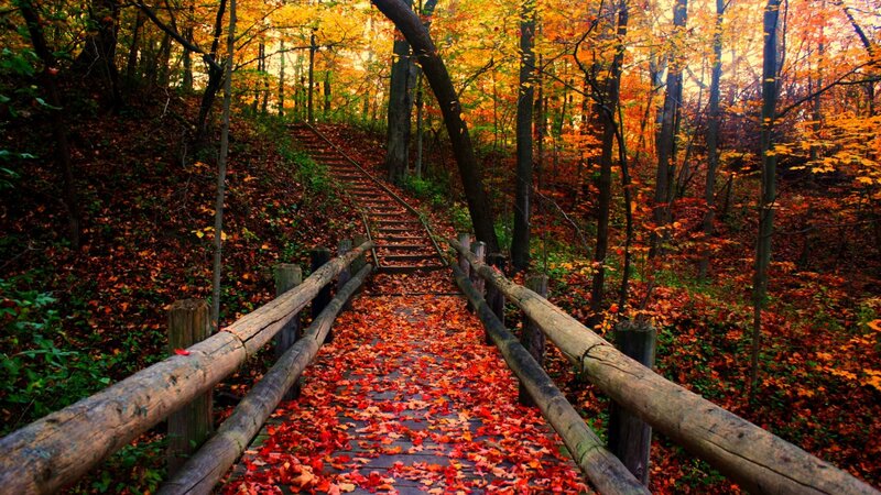 Wooden Bridge in Forest — Red, Serene, Autumn, Photograph
