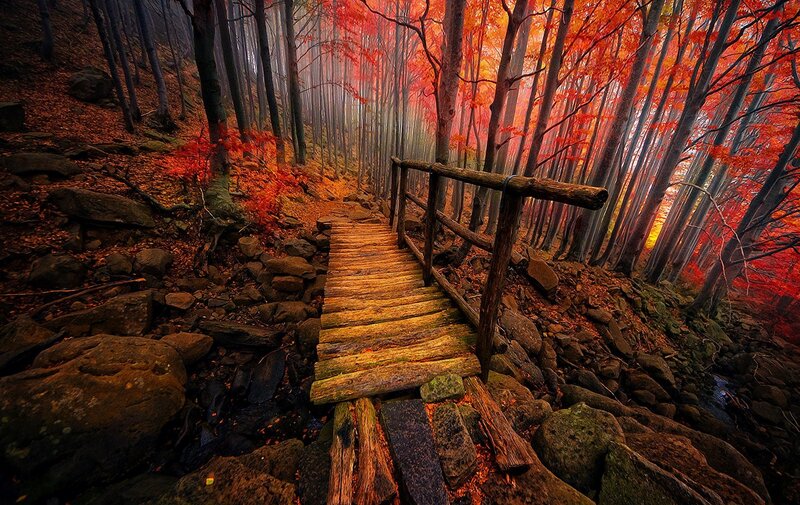 Wooden Bridge in Forest — Red, Serene, Autumn, Photograph, Trees, Rocks