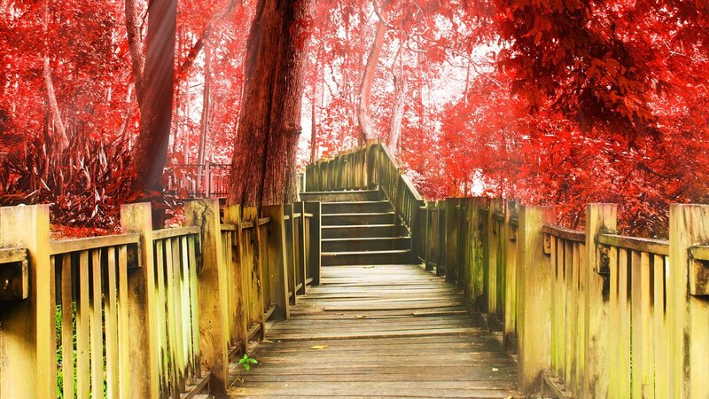 Wooden Bridge in Forest — Red, Serene, Photograph